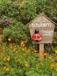 ลานพันดาวแคมป์ปิ้ง | จ.เลย 🏡⛰️🌤️🐶
