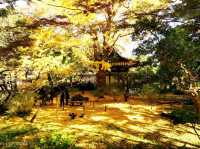 【神奈川県】近代の大実業家・原三渓が築いた日本庭園！