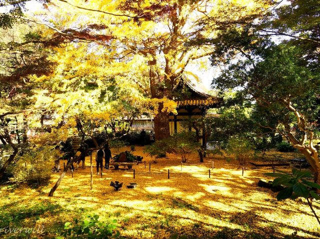 【神奈川県】近代の大実業家・原三渓が築いた日本庭園！