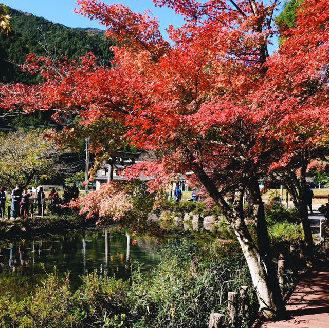  Monet's pond