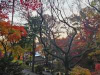 The magnificient autumn foliage at Gilsangsa