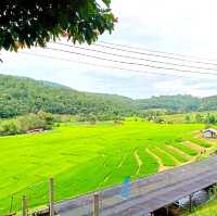 ชมนาขั้นบันไดกลางขุนเขา @บ้านแม่กลางหลวง