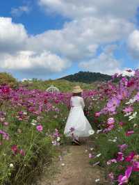 広島観光🥰美しいお花のパッチワークが素敵🥹🌸💐🫶