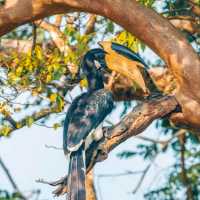 BEAUTIFUL YALA  NATIONAL PARK.