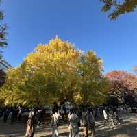 Only Locals know about this place for Autumn Leaves!