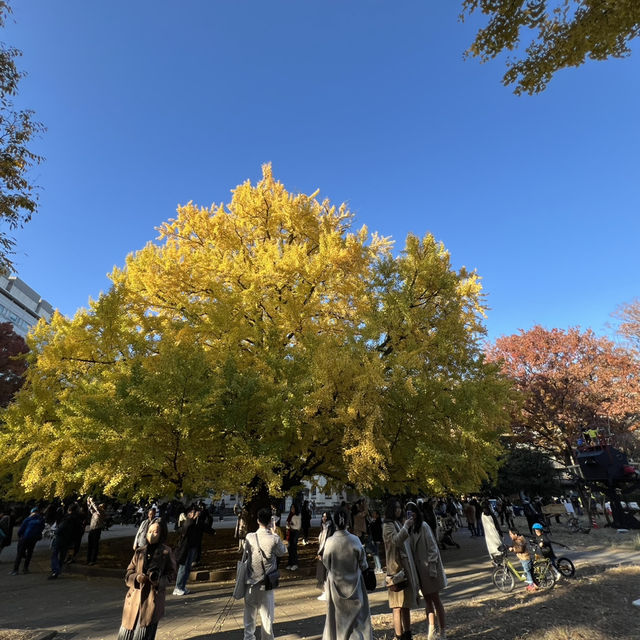 Only Locals know about this place for Autumn Leaves!