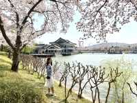Blossoms and Breeze: The Sakura Magic of Bomun Lake in Spring
