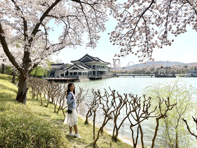 Blossoms and Breeze: The Sakura Magic of Bomun Lake in Spring