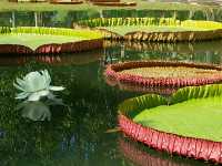 สัมผัสความงาม@อุทยานหลวงราชพฤกษ์