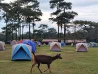 Silent night Holly Night: A Magical Christmas Adventure in Phu Kradueng
