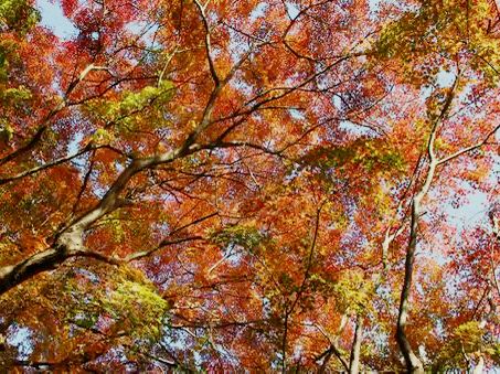 #鎌倉🇯🇵報國寺#