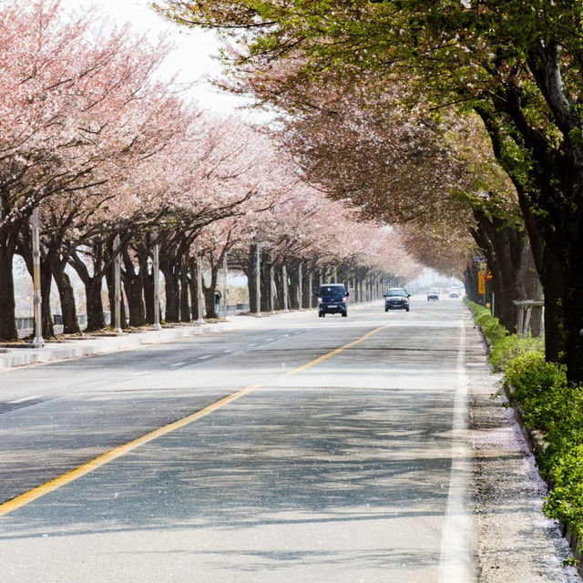 萬壽台噴水公園：平壤的地標性戶外景點