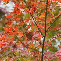 🍁上海紅葉🍁