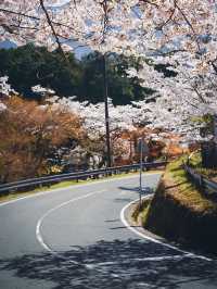 【伏見十石舟と桜】京都の桜おすすめスポット