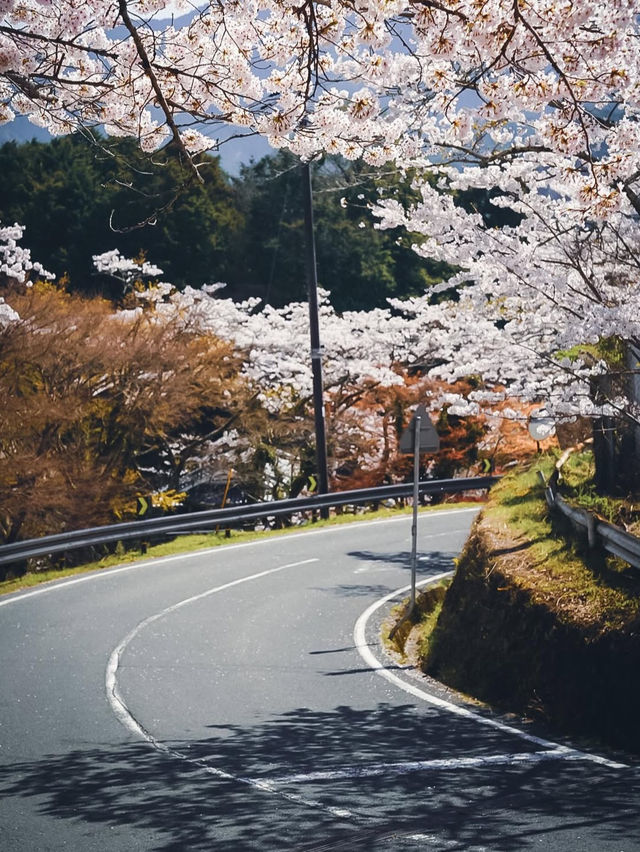 【伏見十石舟と桜】京都の桜おすすめスポット