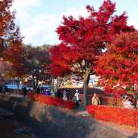 Momiji Kairo Kawaguchiko 