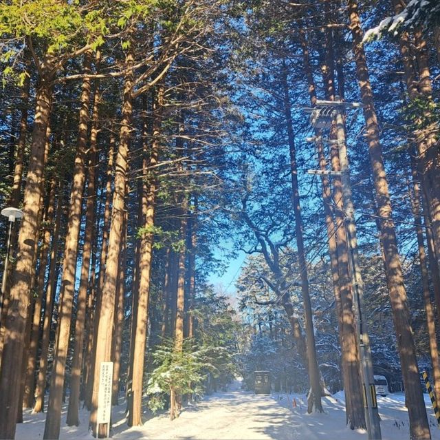 北海道旅遊😍北海道神宮🥳品嚐神宮茶屋馳名牛乳雪糕和福餅😋