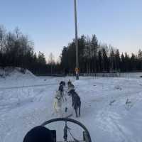 【フィンランド】冬のラップランドでする夢の犬ぞり体験🐕🛷❄️