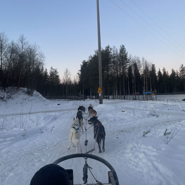 【フィンランド】冬のラップランドでする夢の犬ぞり体験🐕🛷❄️