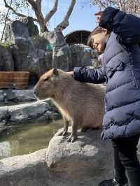 A Wild Adventure at Shanghai Wild Animal Park