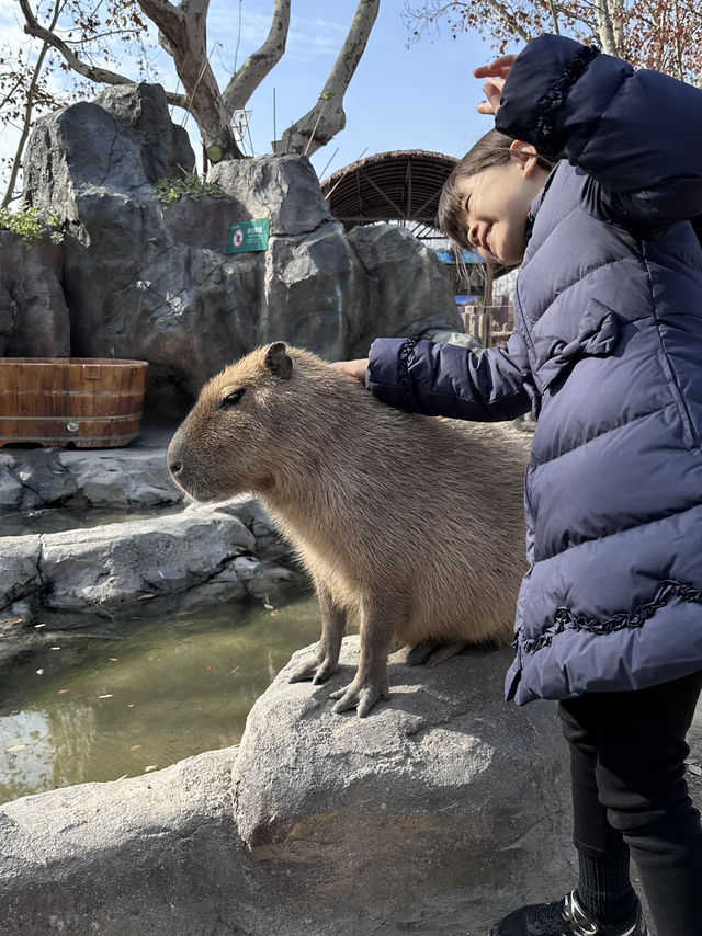 A Wild Adventure at Shanghai Wild Animal Park