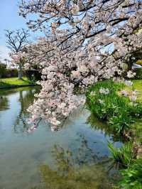 【リフレクションが美しい桜】