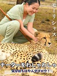 【モーリシャス】急接近！チーターをわしゃわしゃ🐆