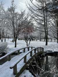 남이섬에서 Winter Wonder Nami Island축제 즐기기☃️