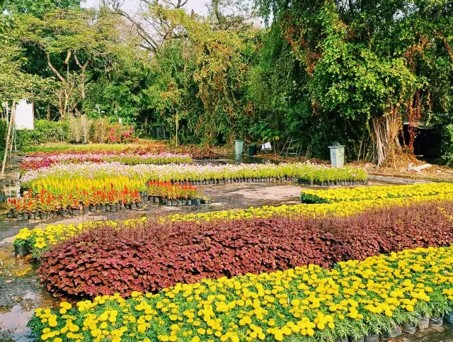 泰國曼谷城市綠洲公園景點:詩麗吉皇后公園，適合打卡拍照親子遊