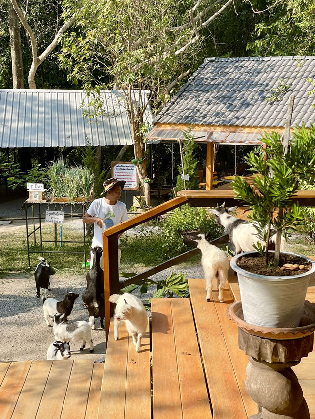 เท้าจุ่มน้ำ กลางป่าธรรมชาติ 🌳🍃 คาเฟ่ในสวนลับ