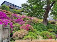 🇯🇵 東京超美杜鵑花神社🌺 🎐