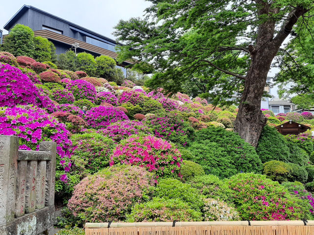 🇯🇵 東京超美杜鵑花神社🌺 🎐