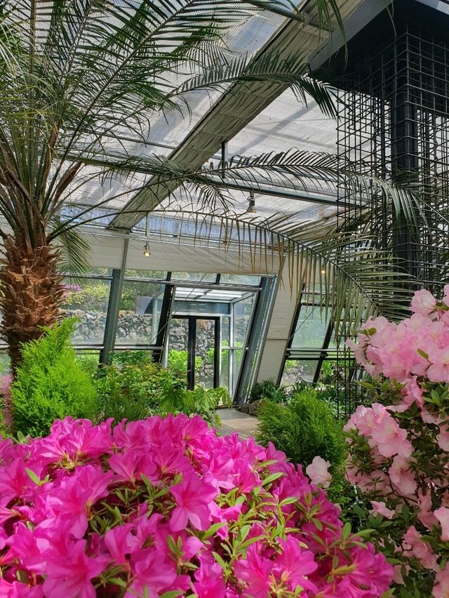 카멜리아 힐🌺 제주도 꽃과 함께하는 힐링 포토스팟