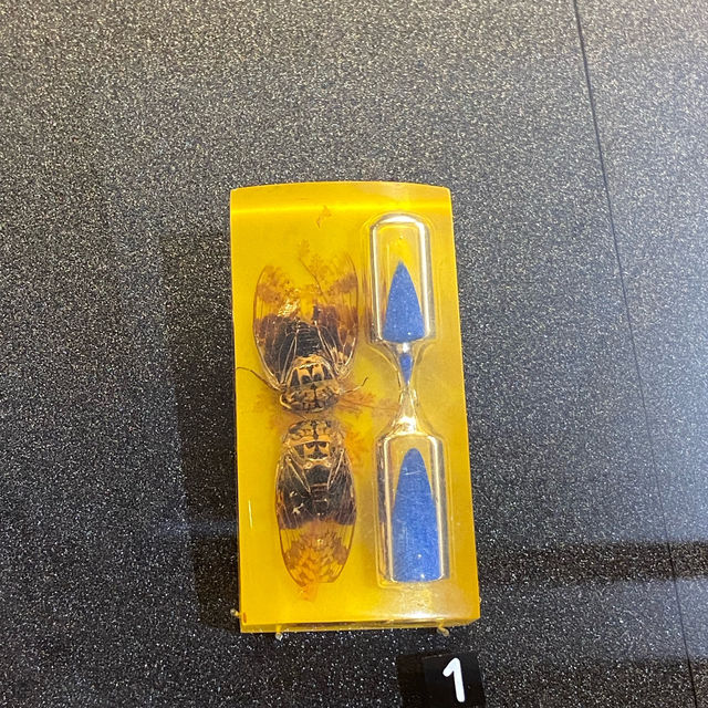  鳴蟲之聲—細聽自然的藝術與文化