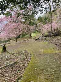 春日限定美景！桃園山林秘境，櫻花滿開超夢幻！