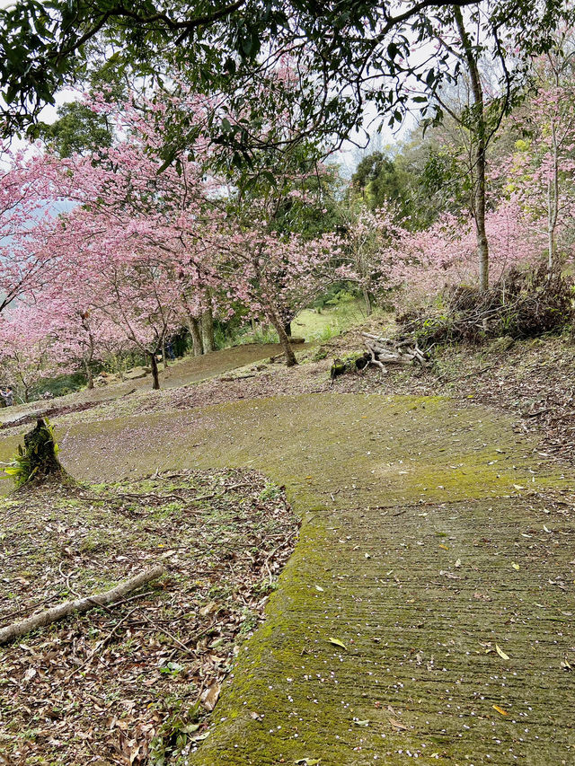 春日限定美景！桃園山林秘境，櫻花滿開超夢幻！