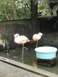 【伊豆🪼】熱川バナナワニ園に行ってみた😆
