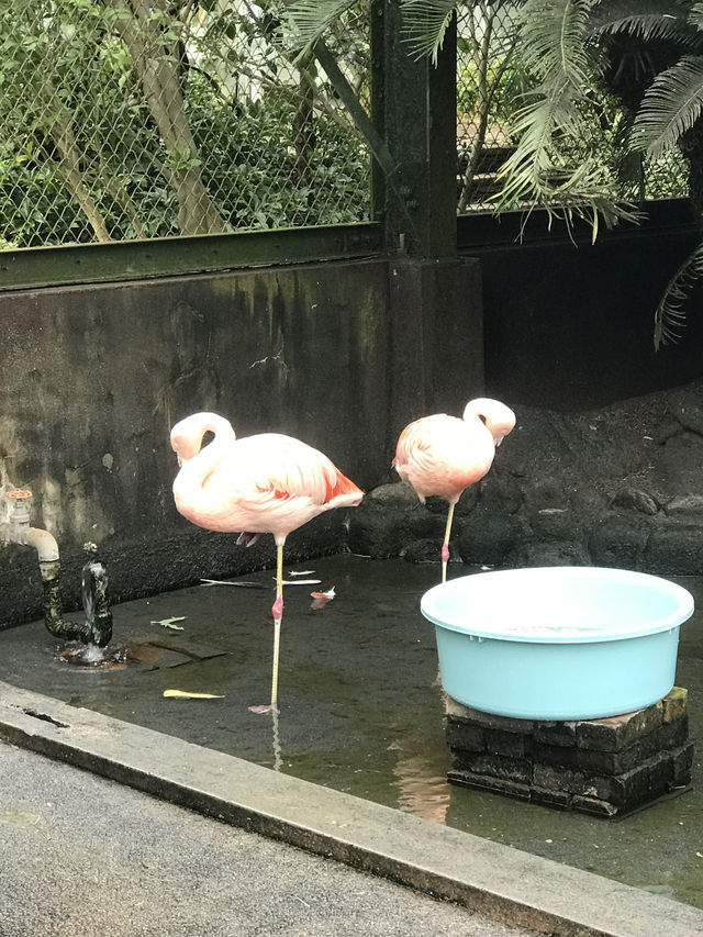 【伊豆🪼】熱川バナナワニ園に行ってみた😆