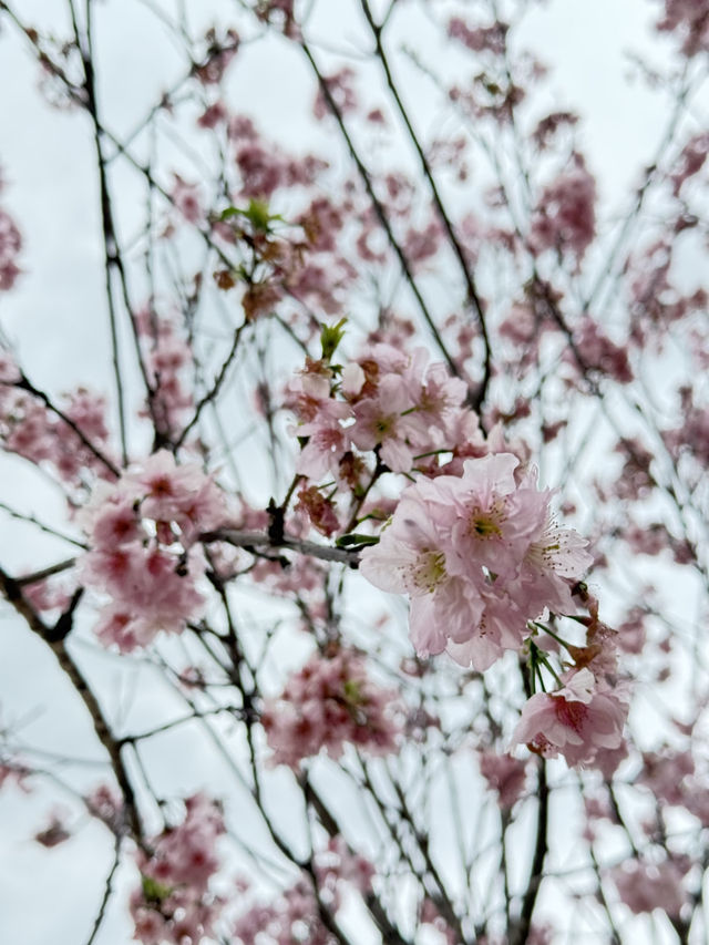 櫻花盛開河畔 香港石門安景街公園🌸 #香港櫻花