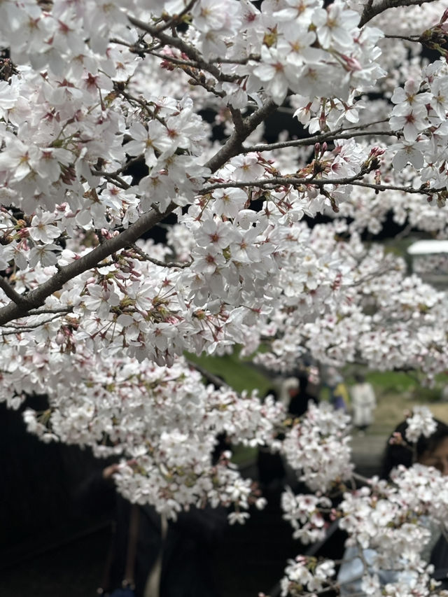 京都蹴上鐵道的浪漫邂逅💕🌸