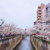Shinjuku Gyoen: A Sakura Wonderland in the Heart of Tokyo 🇯🇵