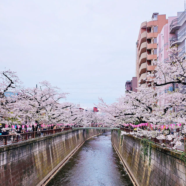 Shinjuku Gyoen: A Sakura Wonderland in the Heart of Tokyo 🇯🇵
