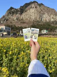 노랗게 물든 제주 산방산 유채꽃밭🌼