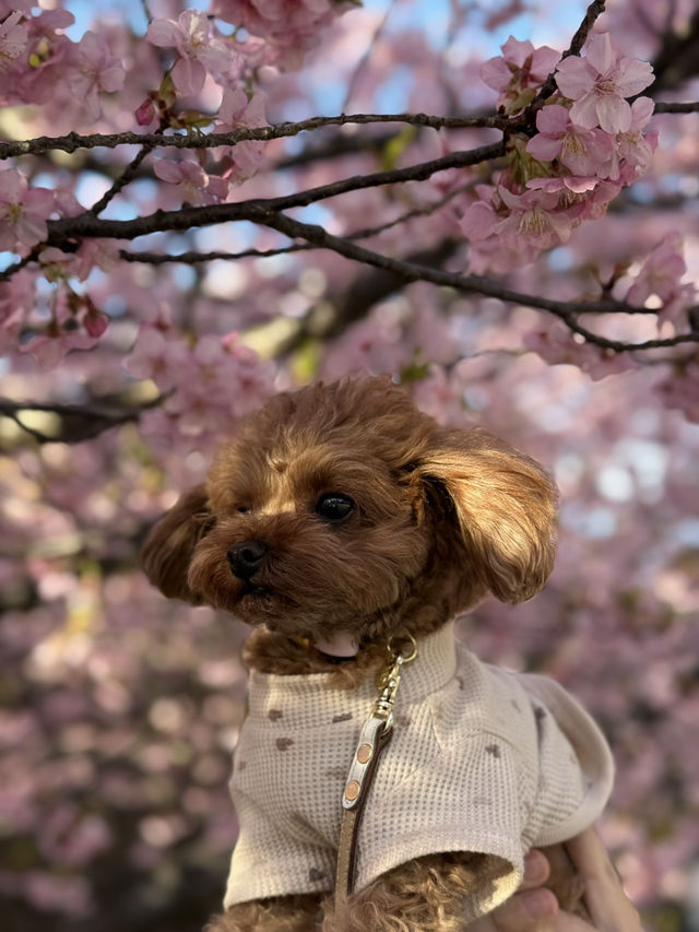 【神奈川】早咲き桜スポット