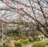 觀山湖公園•櫻花奇華