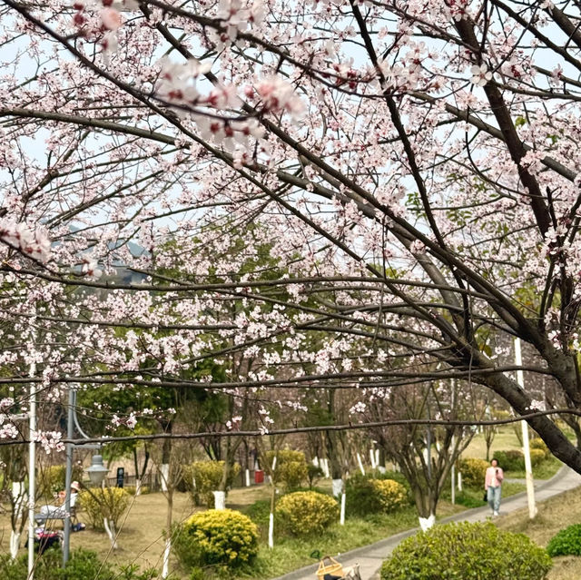 觀山湖公園•櫻花奇華