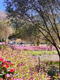 Jaraseom Flower Festival Review