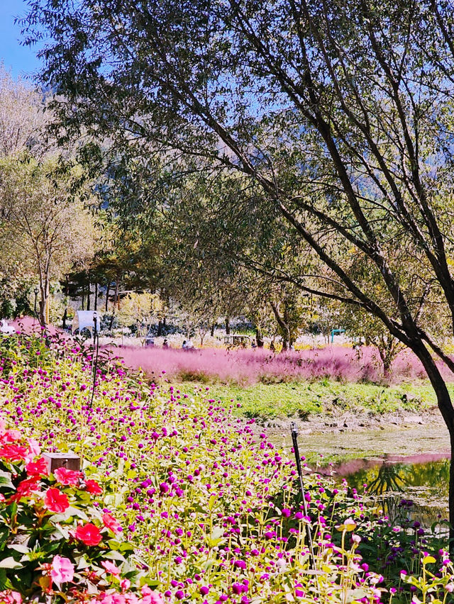Jaraseom Flower Festival Review