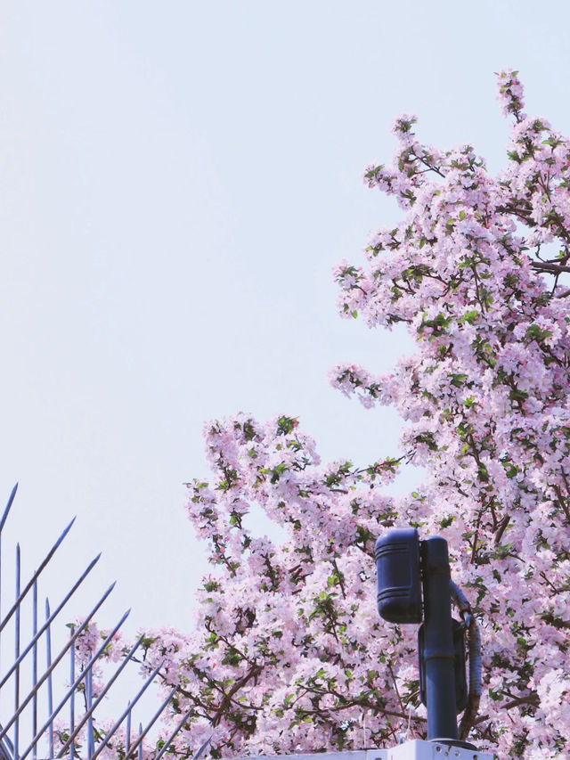Trip to Yingkou 🌸