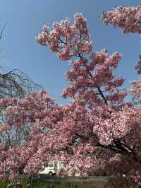 Chasing Sakura at Yoyogi Park